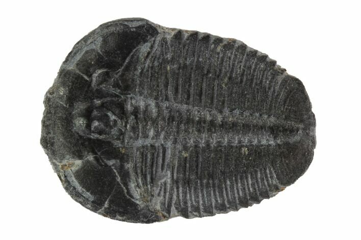 Elrathia Trilobite Fossil - Utah #97099